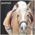 pacha2119