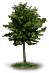 Drzewo 1