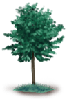 Drzewo 1