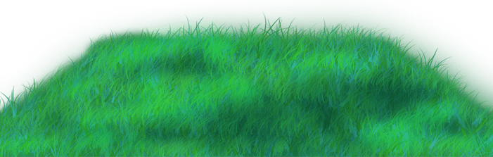 Piknikowa trawa