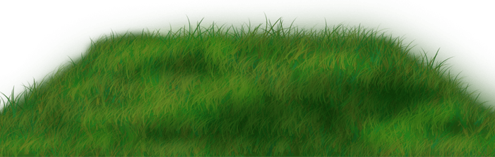 Piknikowa trawa