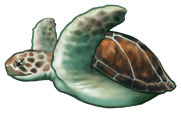 Żółw morski
