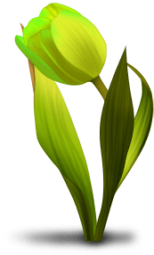 Tulipan