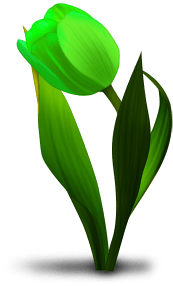 Tulipan