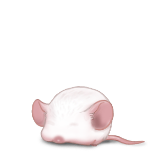 Adoptuj Mysz Biały