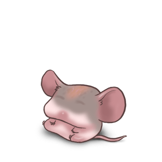 Adoptuj Mysz Angora