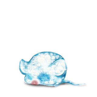 Adoptuj Mysz Lód
