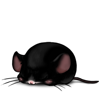 Adoptuj Mysz Toffi