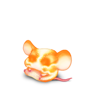 Adoptuj Mysz Słońce