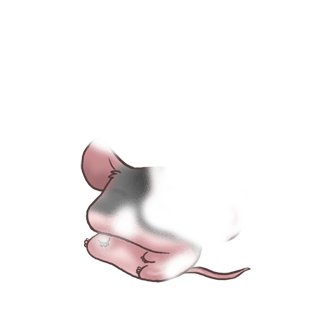 Adoptuj Mysz Szary skrzypcowy