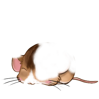 Adoptuj Mysz Karmel