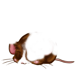 Adoptuj Mysz Szary