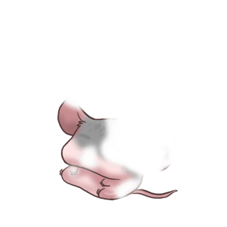 Adoptuj Mysz Gospodarstwo domowe