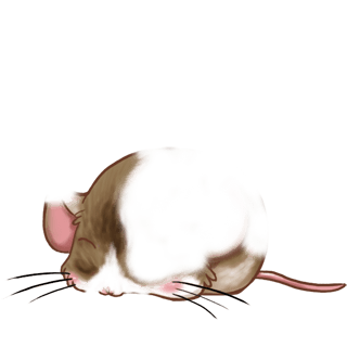 Adoptuj Mysz Pralinki
