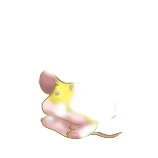 Adoptuj Mysz Miękkość
