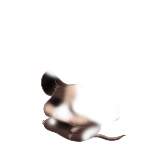 Adoptuj Mysz Mysz Dyniowa
