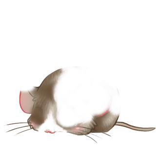 Adoptuj Mysz Przerażenie