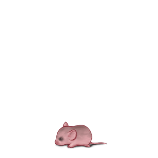 Adoptuj Mysz Lew